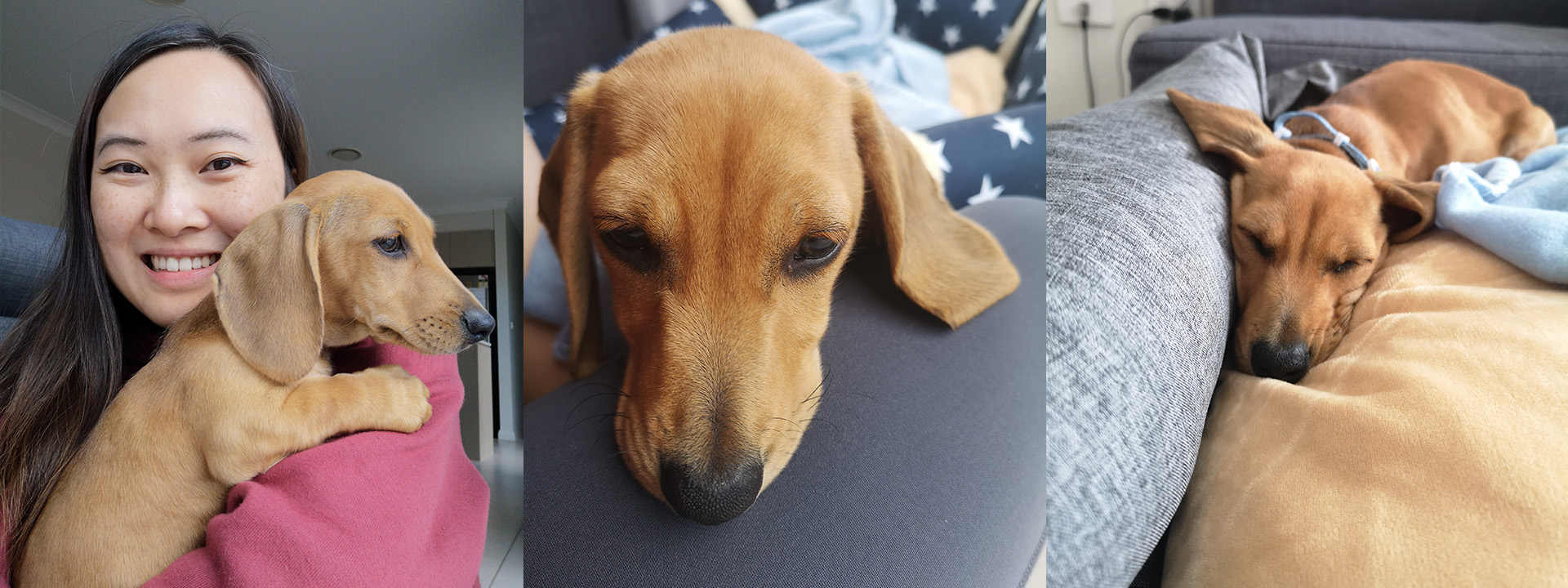 Hoshi the Doxie.