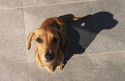 Hoshi the Doxie