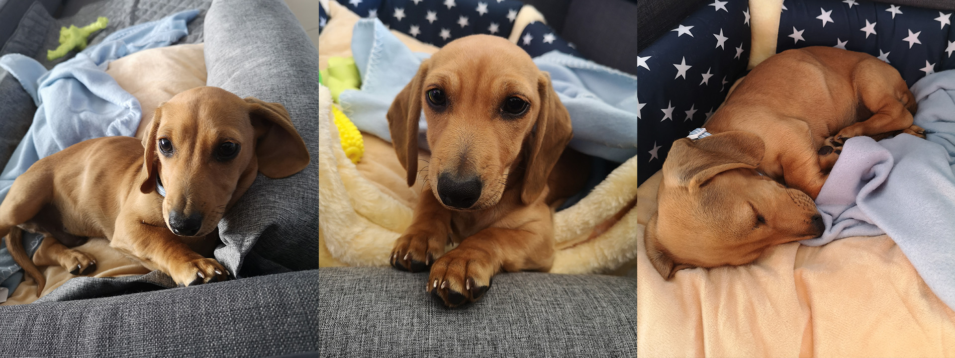 Hoshi the Doxie.