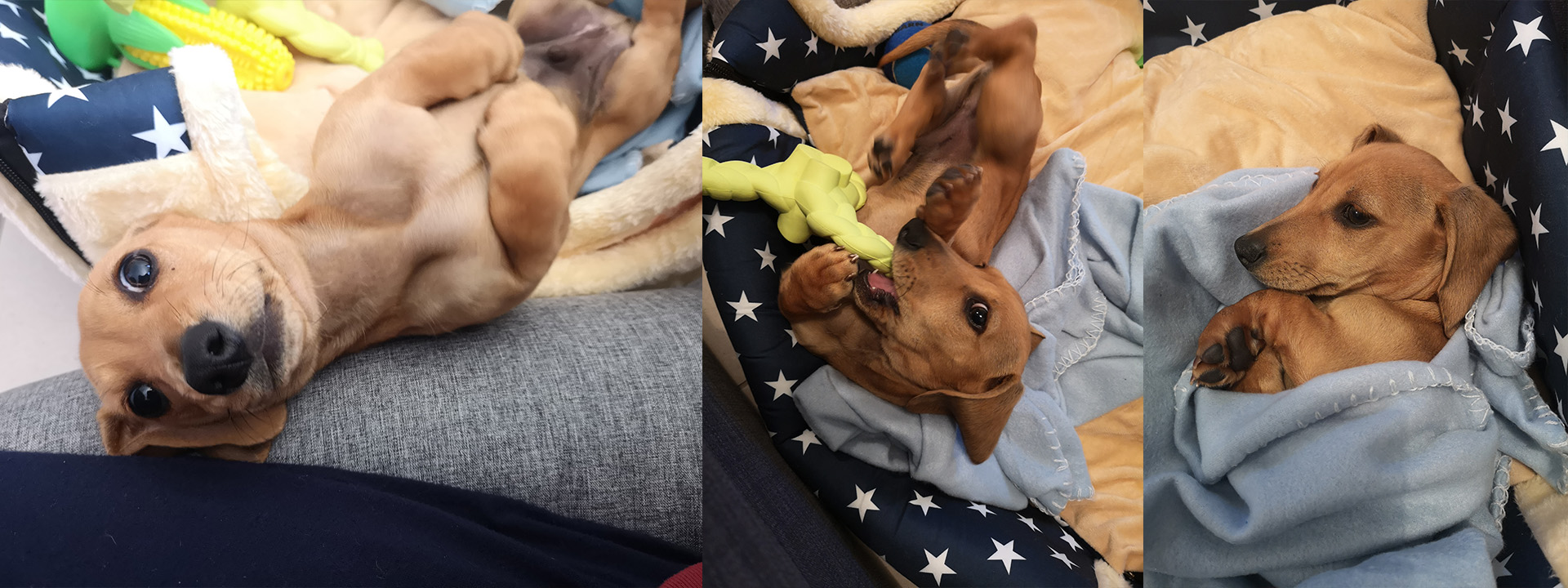 Hoshi the Doxie.