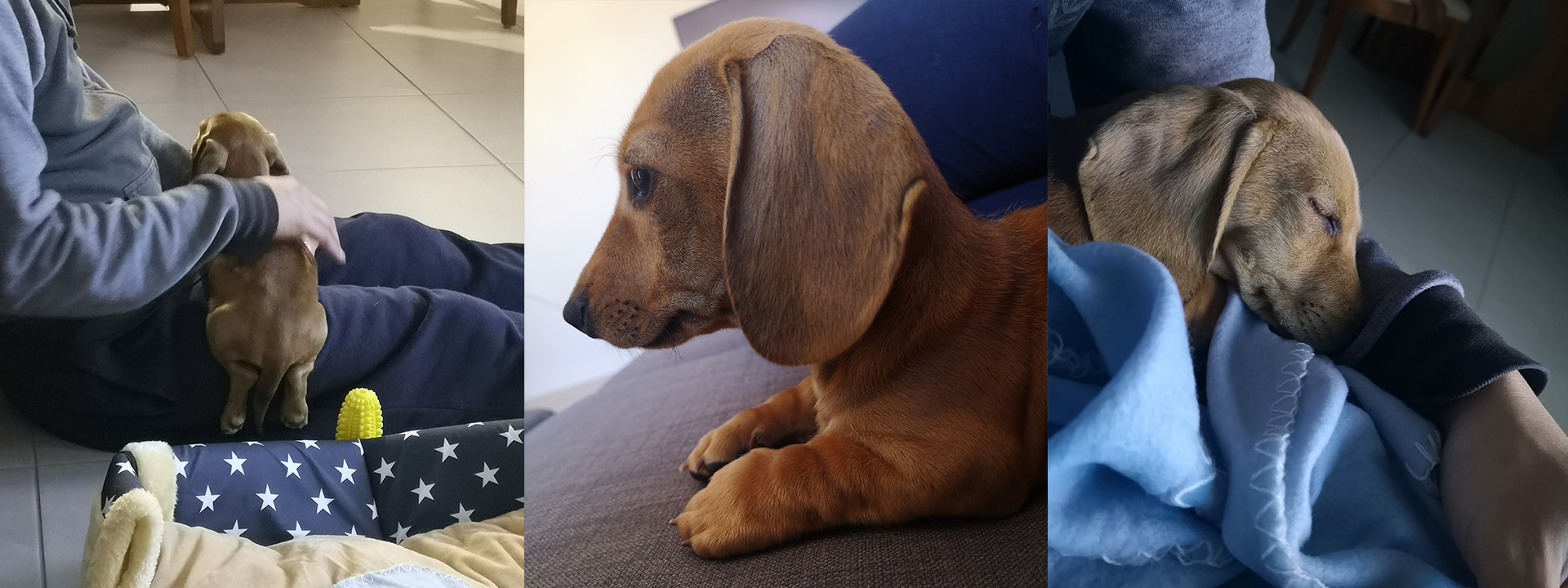 Hoshi the Doxie.