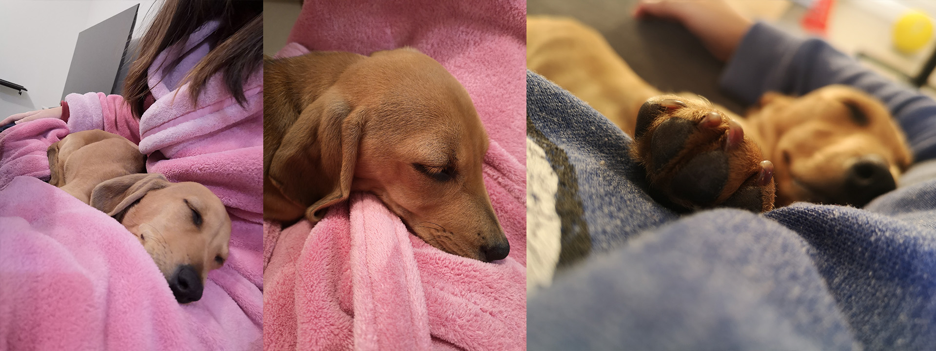 Hoshi the Doxie.