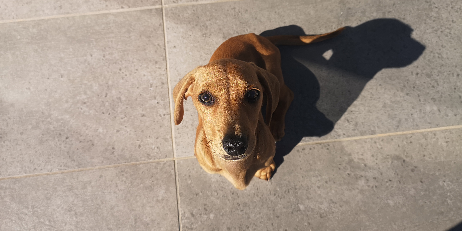 Hoshi the Doxie.