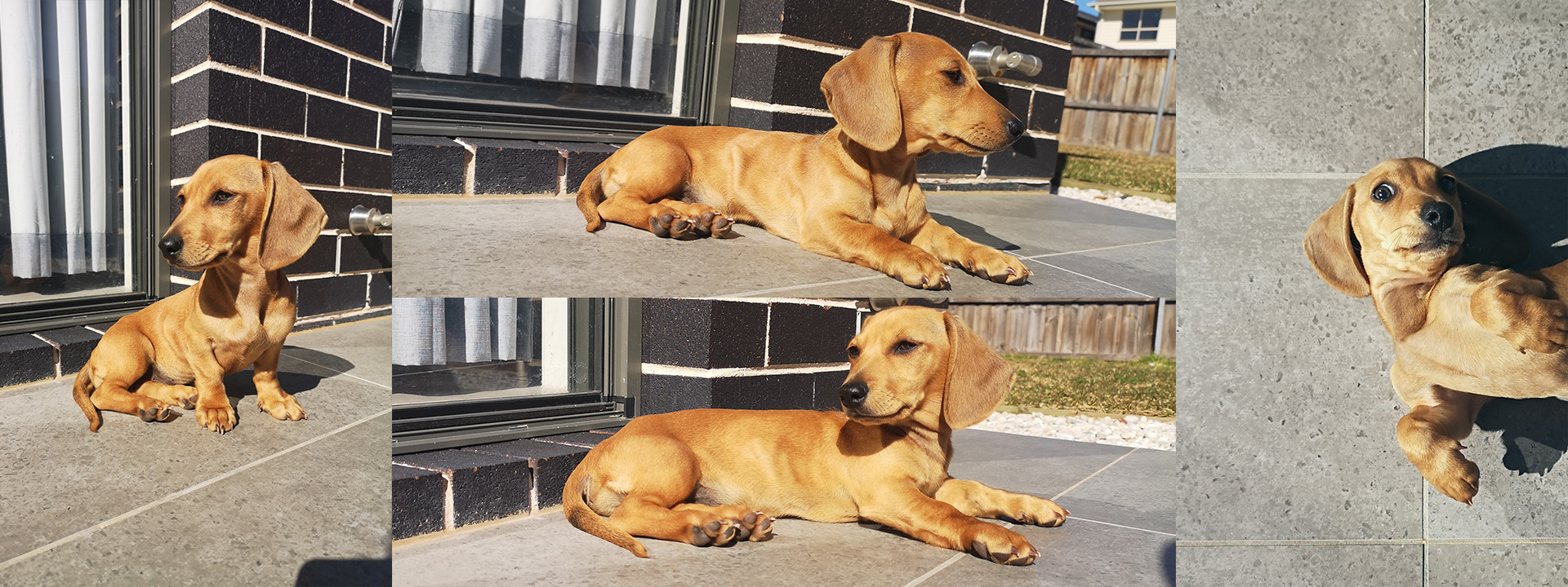 Hoshi the Doxie.