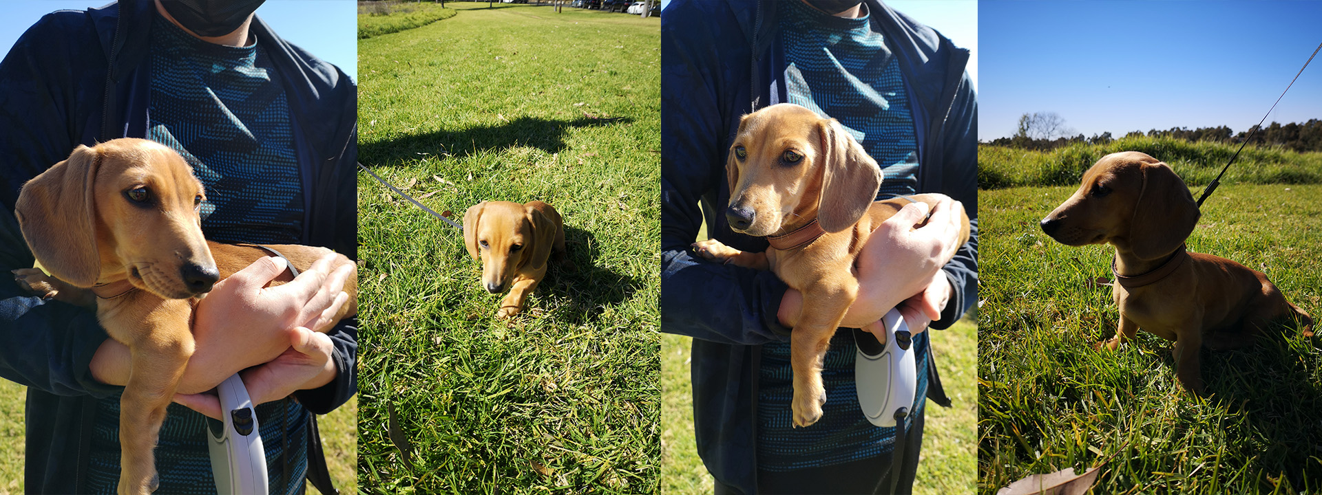 Hoshi the Doxie.