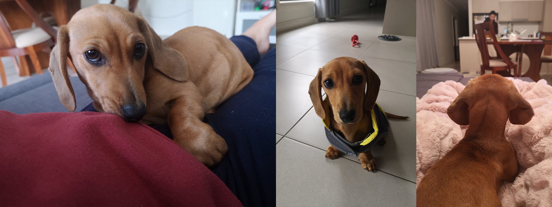 Hoshi the Doxie.