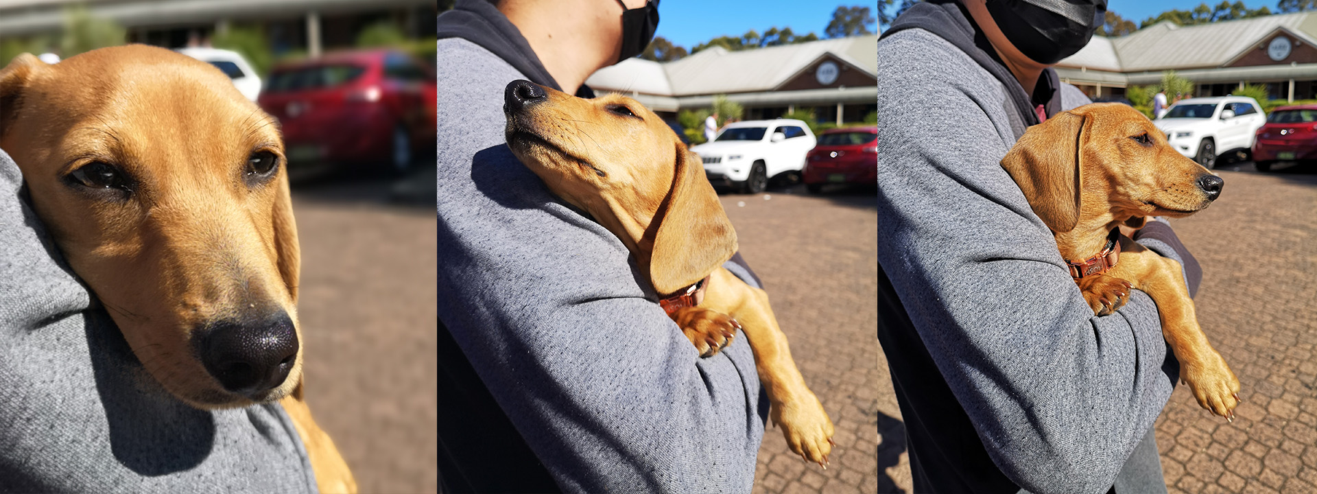 Hoshi the Doxie.
