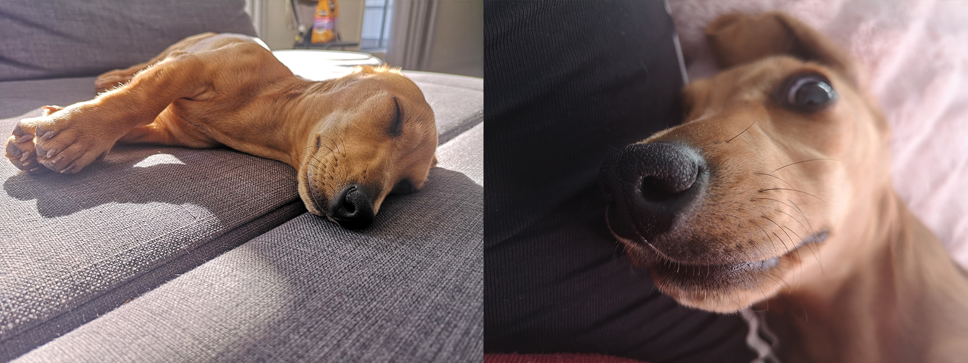 Hoshi the Doxie.