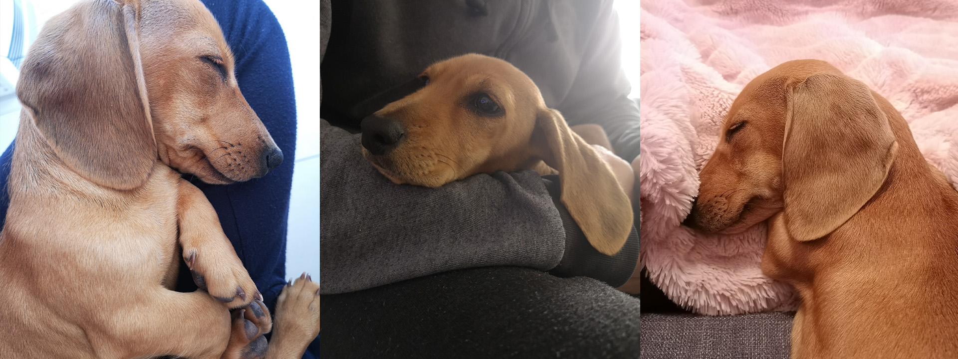 Hoshi the Doxie.