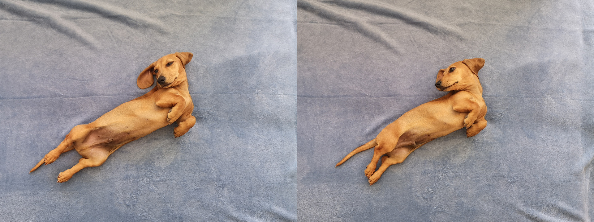 Hoshi the Doxie.