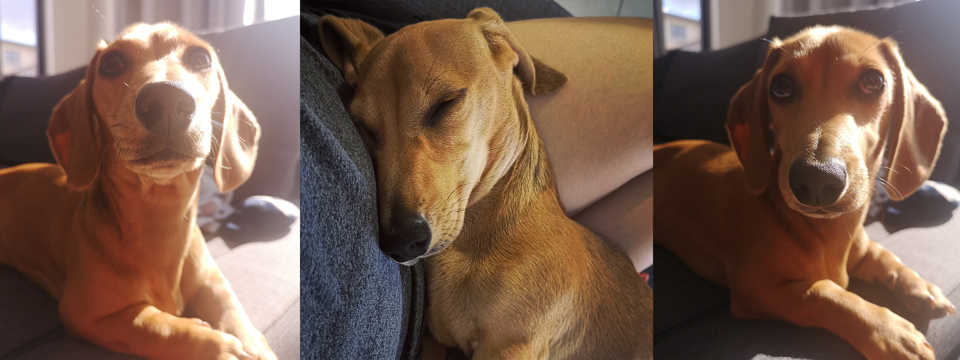 Hoshi the Doxie.