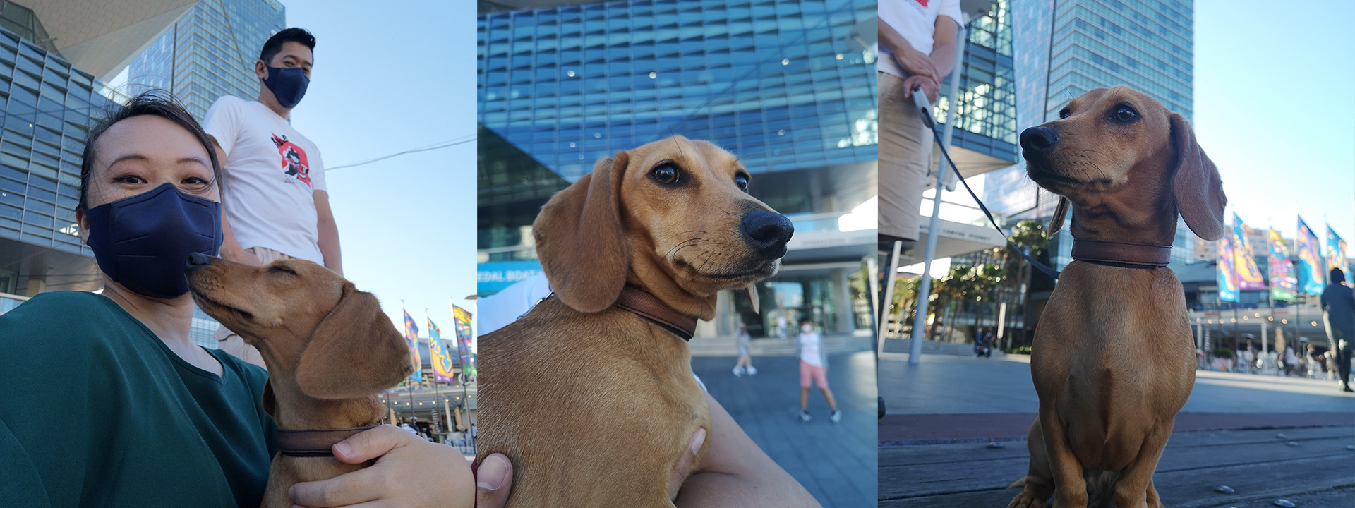 Hoshi the Doxie.