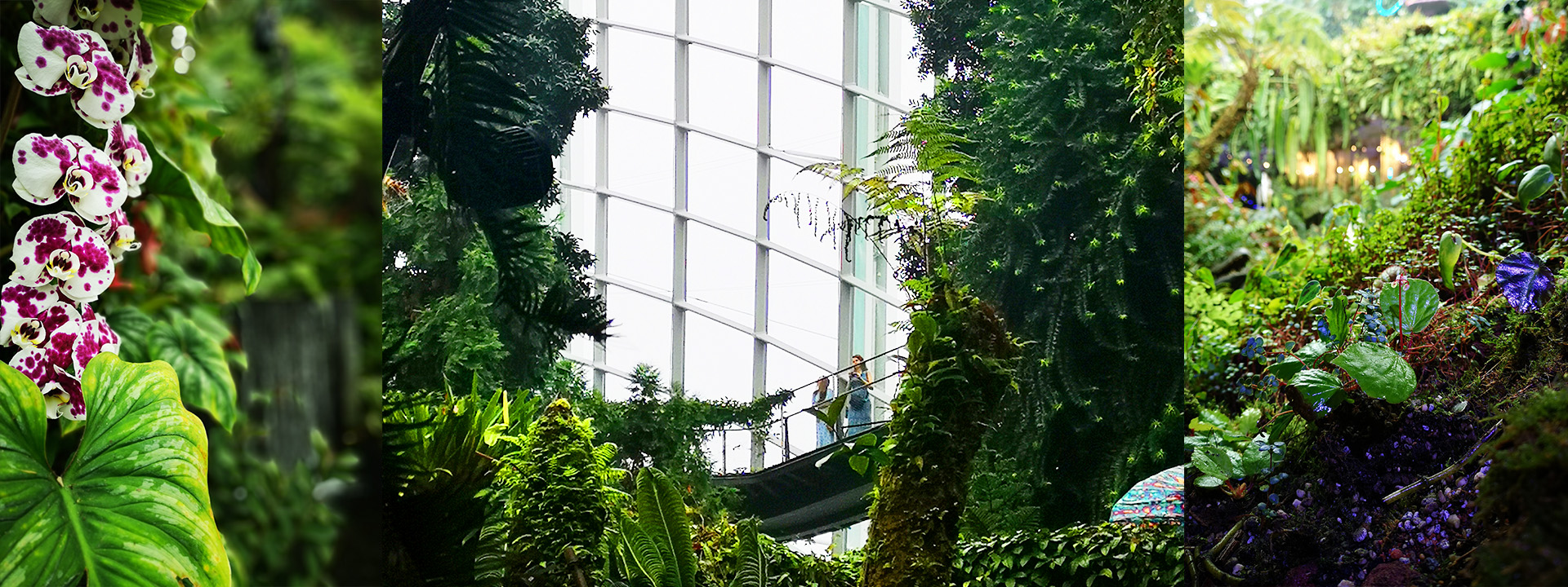 Gardens By The Bay and Cloud Forest.