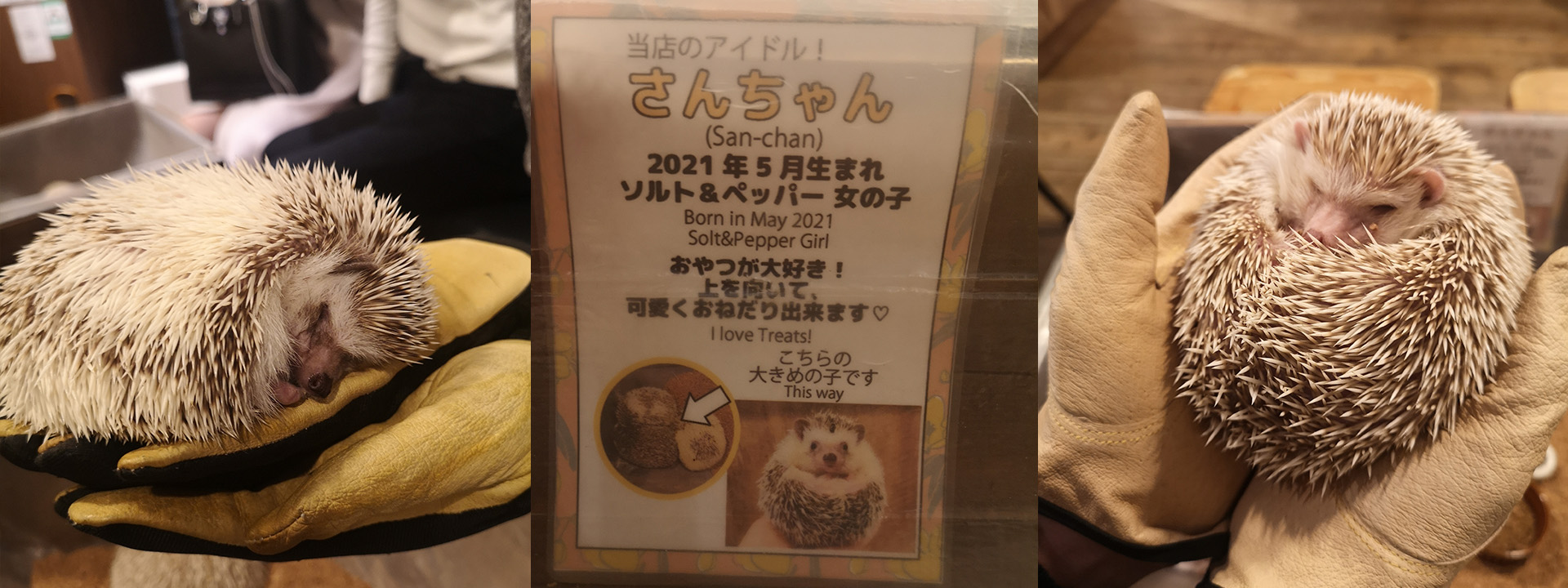 The cute San Chan the Hedgehog.