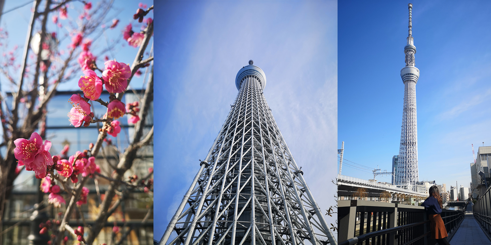 Plum Blossom and the Skytree